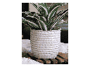 HONEYCOMB PLANTER, SEASHELL, 9"x8.5" SOLD IN CASE OF 4