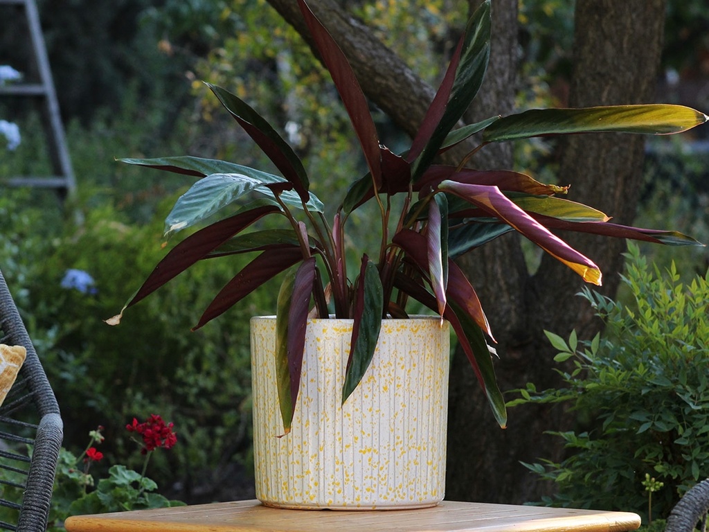 PEONY POT, HONEY SPLASH,  SET OF 3, 15"X13.5"  12"X11" 10"X9"