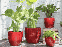 COCO POTS, LAVISH RED, SET OF 4-23"X20", 19"X17", 15"X13", 12"X11"