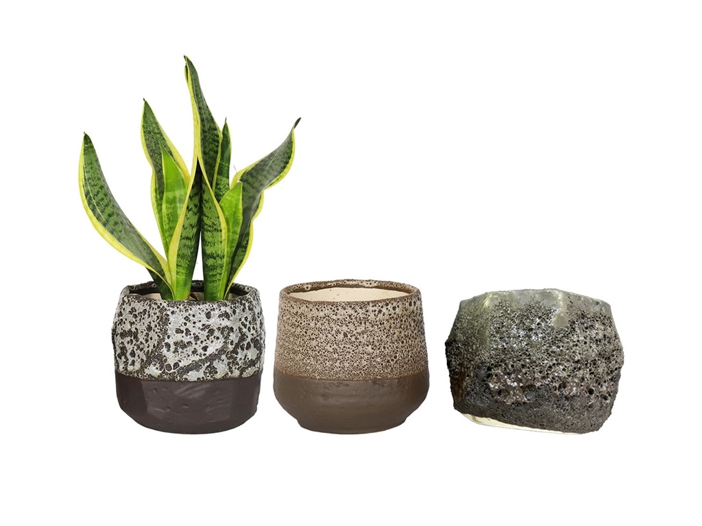 LULA'S MIX SUCCULENT CUPS, LAVA WHITE, CREAM, AND GREEN, 3.5'x3.5'x3'SOLD IN CASE OF 12
