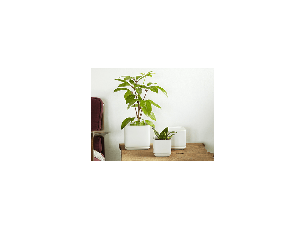 [IP-MA2012MWH-C4] CUBE WITH ATTACHED SAUCER, MATTE WHITE, 7.0"X6.5", SOLD IN CASE OF 4