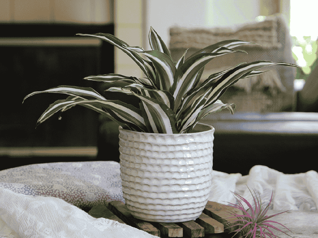 [IP-MC2028SSL-C4] HONEYCOMB PLANTER, SEASHELL, 9"x8.5" SOLD IN CASE OF 4