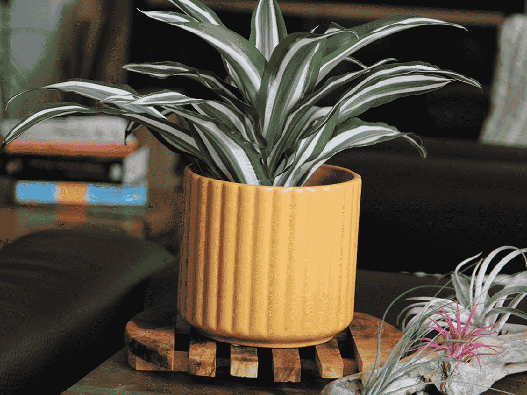 BRUSH COMB PLANTER, MUSTARD, 5.5"x5" SOLD IN CASE OF 8