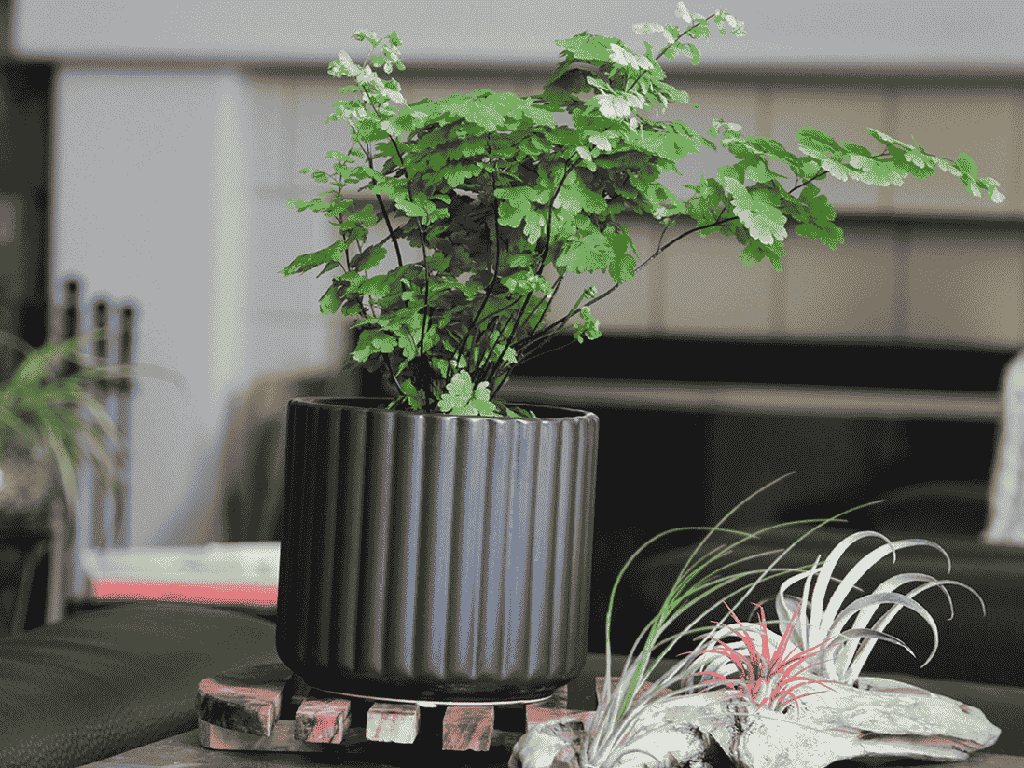 BRUSH COMB PLANTER, MATTE BLACK, 6.5"x6.5" SOLD IN CASE OF 6