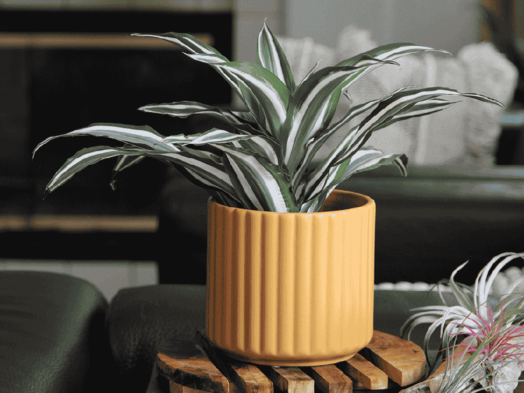 BRUSH COMB PLANTER, MUSTARD, 6.5"x6.5" SOLD IN CASE OF 6