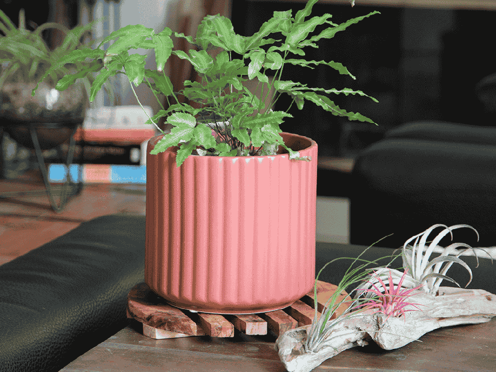 BRUSH COMB PLANTER, HIBISCUS, 8"x8" SOLD IN CASE OF 4