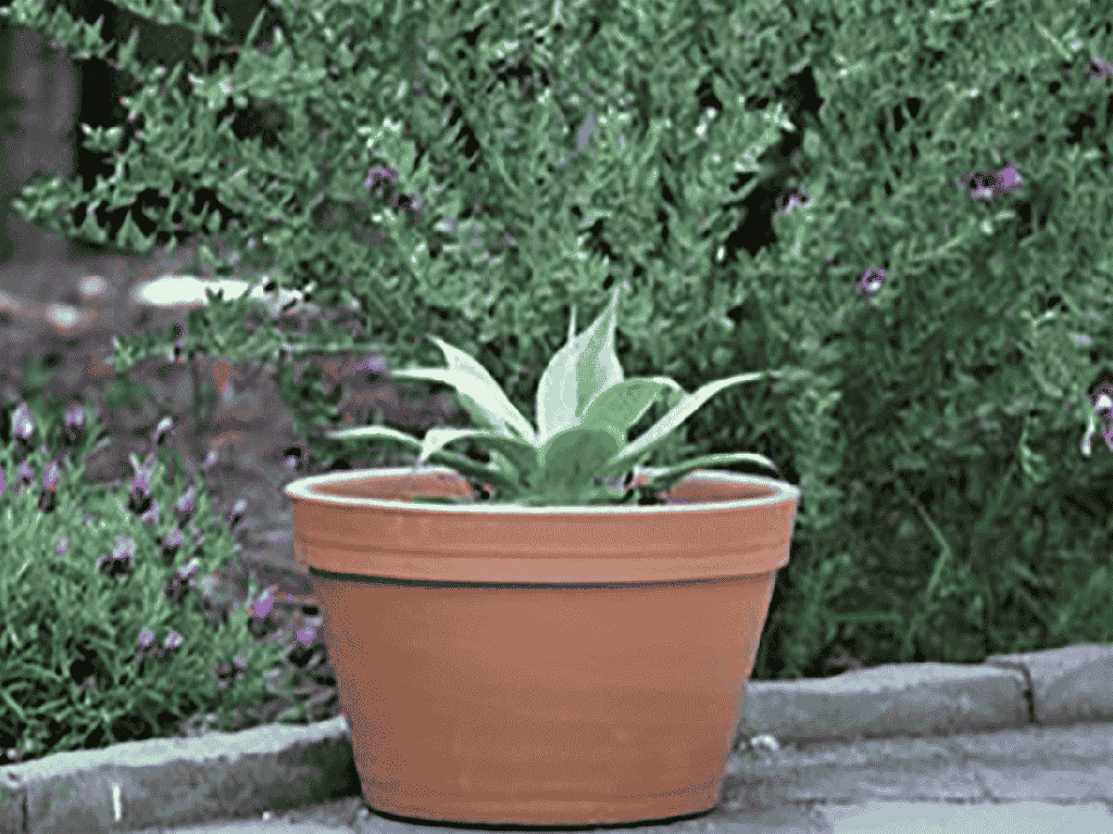 BUCKET PLANTER, 13.0"X8.0"