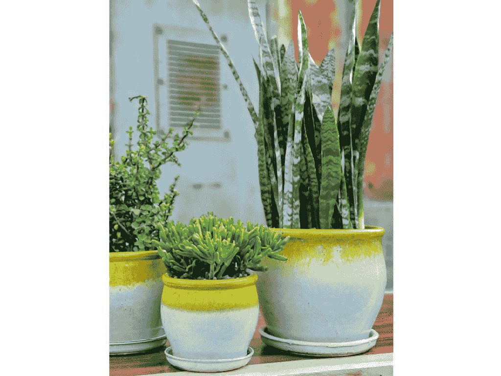 GOBLET PLANTER WITH ATTACHED SAUCER, EGG YOLK, 8"X7.5"