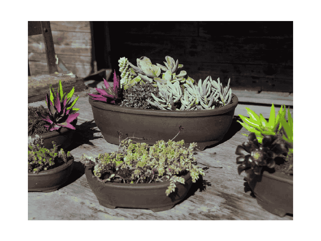 JUNIPER BONSAI PLANTER, WITH HOLE NO SAUCERS, PURPLE CLAY, SET OF 5 - 15.5"X 11.5"X4.5", 12.5"X10.0X4.0", 10.5"X8.0"X3.0", 8.5"X6.5"X3.0", 6.5"X5.0"X2.0"