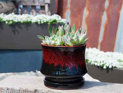 LILY POT WITH ATTACHED SAUCER, RED ON BLACK, SIZE A, 7.5"X6.5" (SOLD IN CASE OF 4)