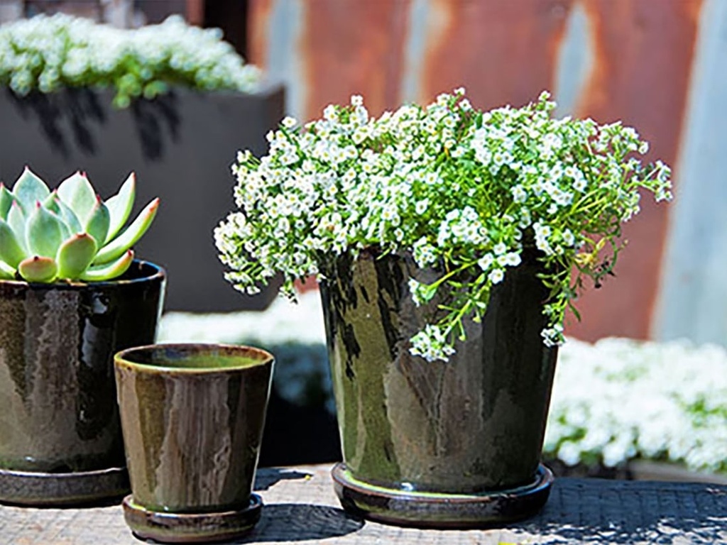 [PY-I1513TGN-B-C8] LILAC POT WITH ATTACHED SAUCER TROPICAL GREEN, SIZE B, 4.5"X4.5" (SOLD IN CASE OF 8)