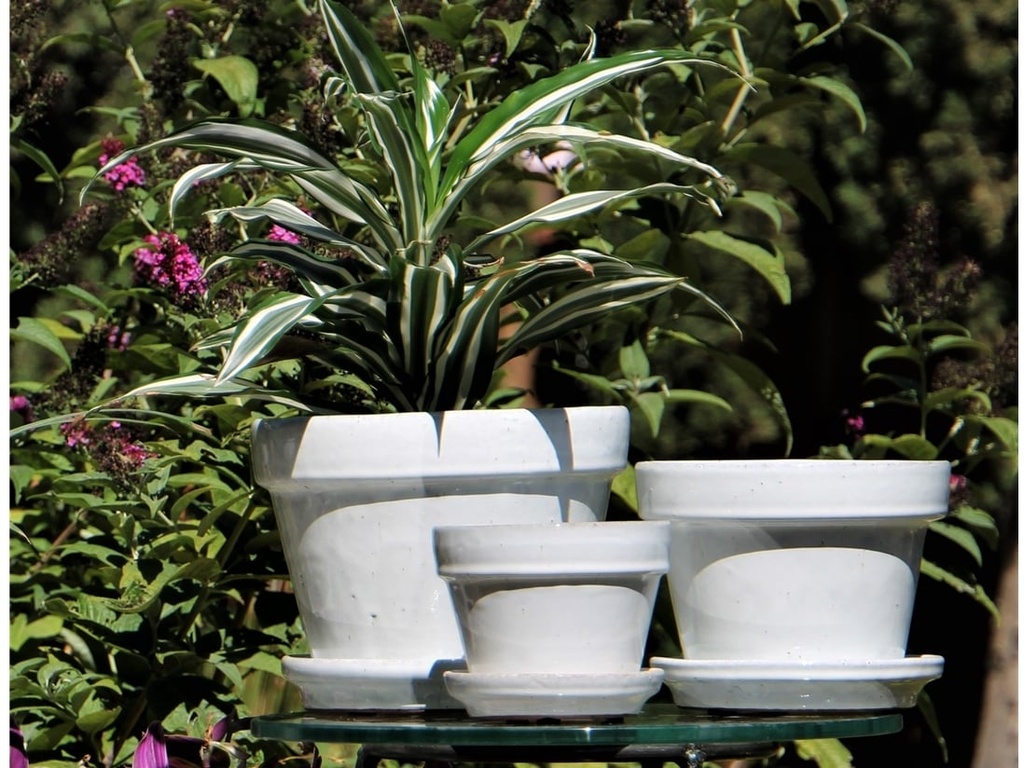 STANDARD POTS, SIZE C, WHITE ROSE, 5" X4.5", ATTACHED SAUCER (SOLD IN CASE OF 6)