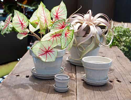 [PY-I1620WSP-D-C8] STANDARD POTS, SIZE D, WHITE ROSE, 2.5"X2.25", ATTACHED SAUCER (SOLD IN CASE OF 8)