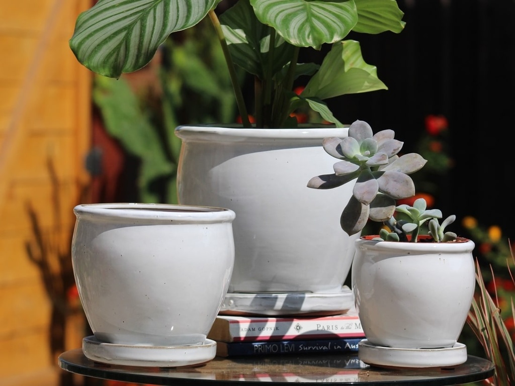 [PY-I1643WSP-A-C4] BUTTER CUP POT WITH ATTACHED SAUCER, WHITE ROSE, SIZE A, 7.5"X7.5" (SOLD IN CASE OF 4)