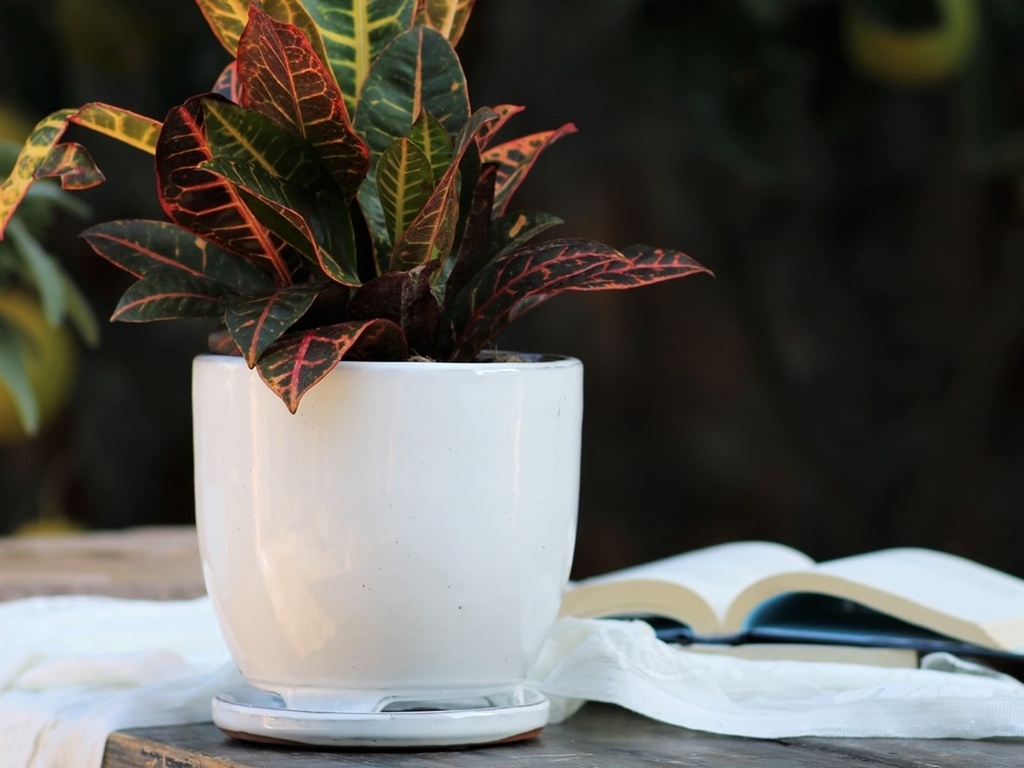 MAUI INDOOR PLANTER WITH ATTACHED SAUCER, WHITE ROSE, 7"X6" (SOLD IN CASE OF 4)