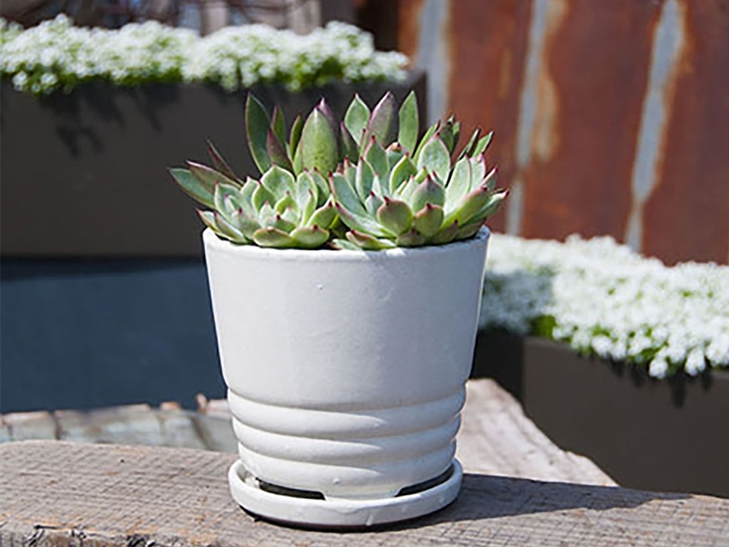 [PY-I5061WSP-B-C6] KONA INDOOR PLANTER WITH ATTACHED SAUCER, WHITE ROSE, 5"X4.5" (SOLD IN CASE OF 6)