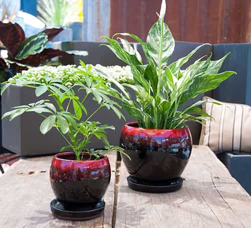 [PY-I5073RBK-A-C4] GERBERA POT WITH ATTACHED SACUER, RED ON BLACK, SIZE A, 8.0"X7.0" (SOLD IN CASE OF 4)