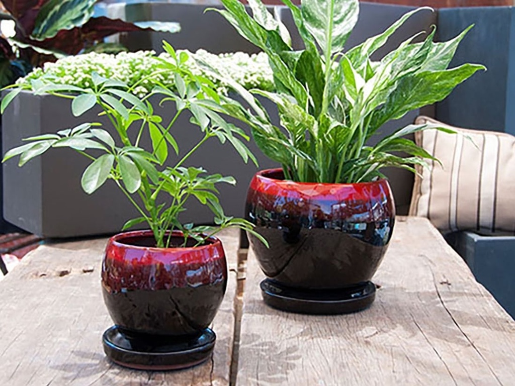 GERBERA POT WITH ATTACHED SACUER, RED ON BLACK, SIZE B, 5.5"X5.5" (SOLD IN CASE OF 6)