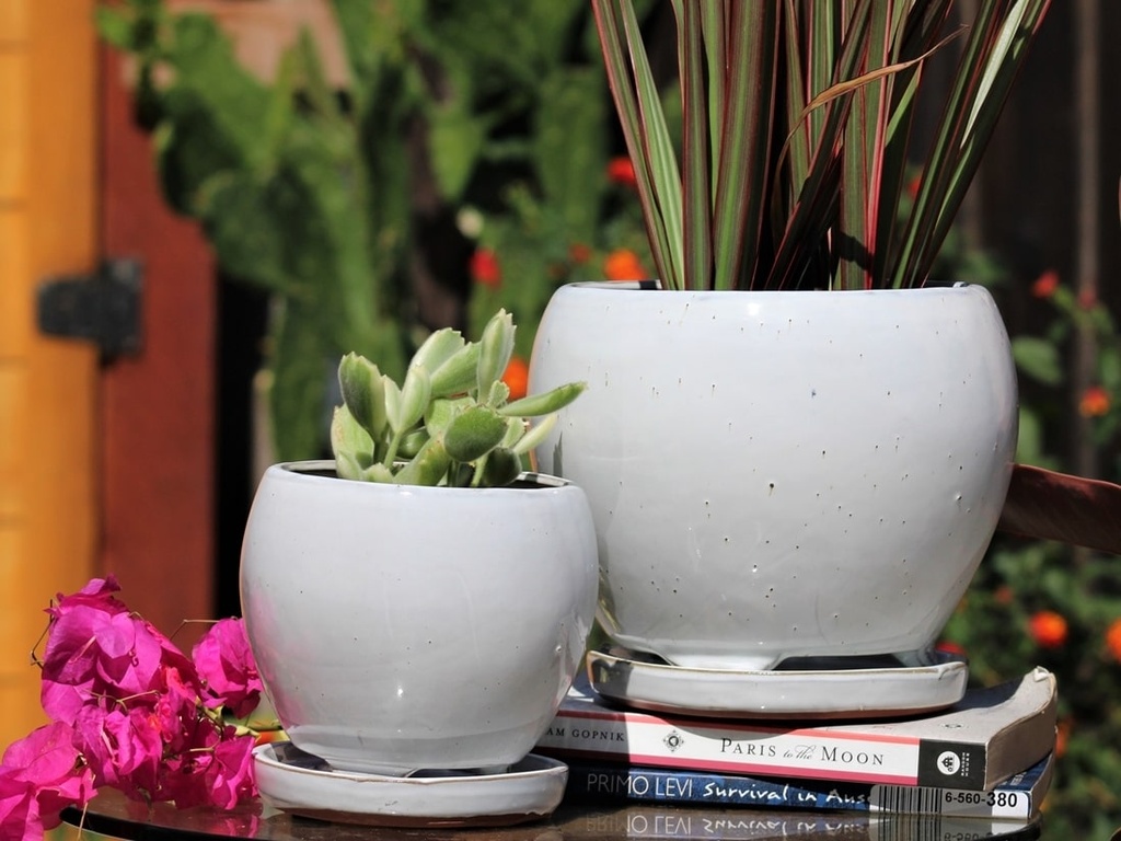 GERBERA INDOOR PLANTER WITH ATTACHED SAUCER, WHITE ROSE, 9"X6" (SOLD IN CASE OF 4)