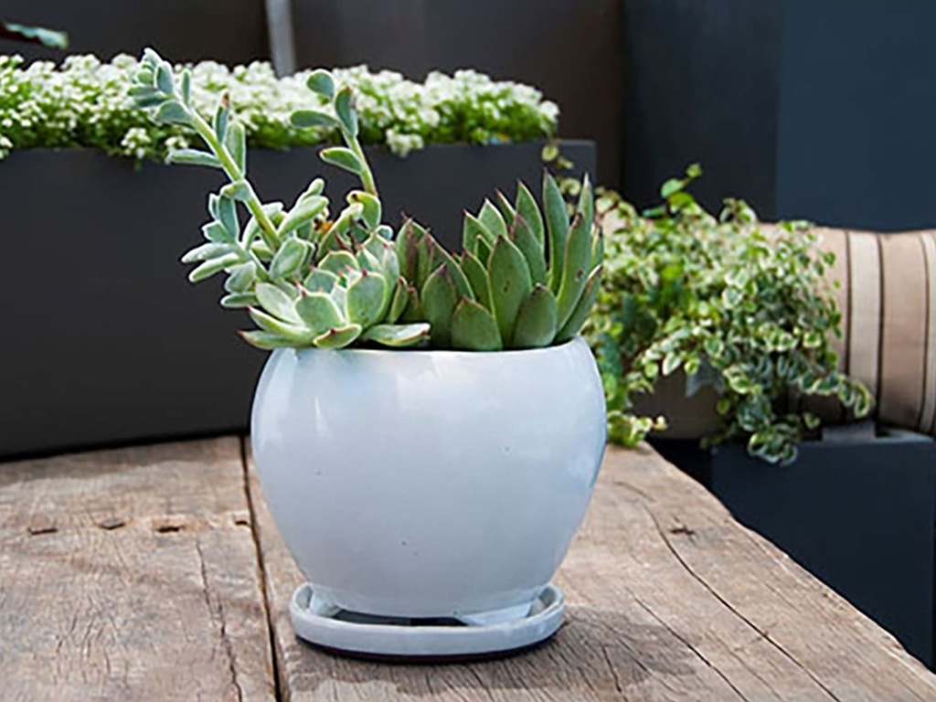 GERBERA INDOOR PLANTER WITH ATTACHED SAUCER, WHITE ROSE, 6"X5" (SOLD IN CASE OF 6)