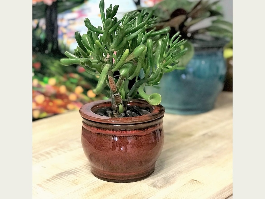 ROUND SW POT, TROPICAL RED, SIZE C 5.0"x4.0" (SOLD IN CASE OF 6)