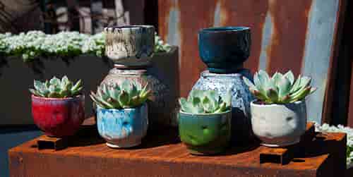 FINGER SUCCULENT CUP WITH 6 MIXED COLORS, 3.5" X 3.0" (SOLD IN CASE OF 12)