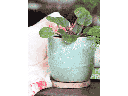 JEWEL TEACUP PLANTER, CRYSTAL GREEN MIST, 4.0" X 4.0" X 4.0", SOLD IN CASE OF 12
