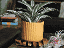 BRUSH COMB PLANTER, MUSTARD, 8"x8" SOLD IN CASE OF 4