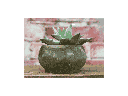 ROCHESTER TERRA COTTA FARM POTS, MOSSED BLACKSTONE, 3.0"x5.5" (SOLD IN CASE OF 12)