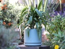MID MODERN PLANTER WITH DETACHED SAUCER, AQUA MARIN SATIN, 14.0"X12.0", 14.0"X2.5"