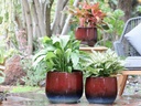 DAHLIA PLANTER, TROPI RED, SET OF 3- 15"X12.5", 12"X11", 10"X8"