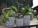 EASTER LILY PLANTER, DALMATION, SET OF 3- 15"X13.5", 12"X12", 10"X9"