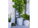 EXTRA LARGE BUCKET PLANTER, WHITE STAIN,  SET OF 3- 22.0"X23.0", 17.5"X19.5", 13.5"X15.5"