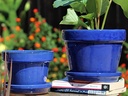 STANDARD POTS, SIZE C, FALLING BLUE, 5" X4.5", ATTACHED SAUCER (SOLD IN CASE OF 6)