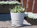 KONA INDOOR PLANTER WITH ATTACHED SAUCER, WHITE ROSE, 5"X4.5" (SOLD IN CASE OF 6)