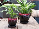 GERBERA POT WITH ATTACHED SACUER, RED ON BLACK, SIZE B, 5.5"X5.5" (SOLD IN CASE OF 6)